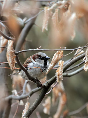 Haussperling / Sparrow