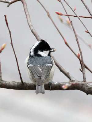 Tannenmeise / Coal Tit