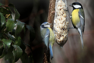 Blue Tit / Great Tit