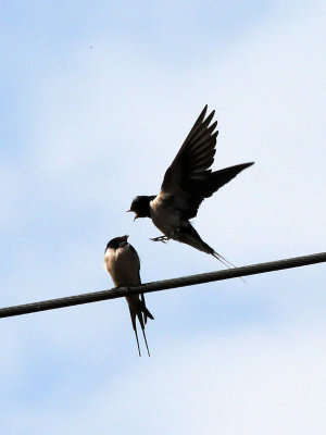 The barn swallows are back again