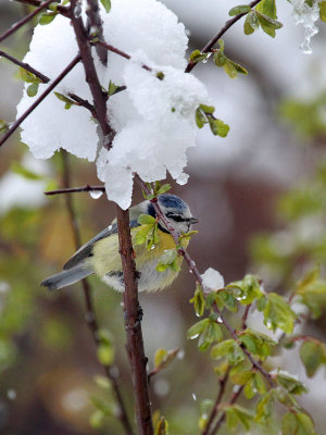 Blaumeise / Blue Tit