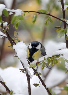 Kohlmeise / Great Tit