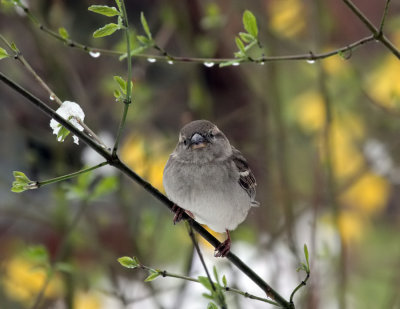 young chaffinch (not sure)