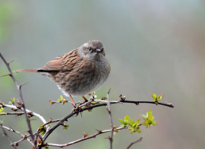Heckenbraunelle / Hedge Sparrow