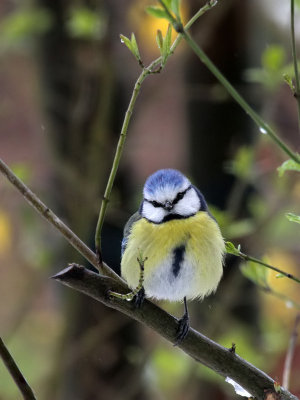 Blaumeise / Blue Tit