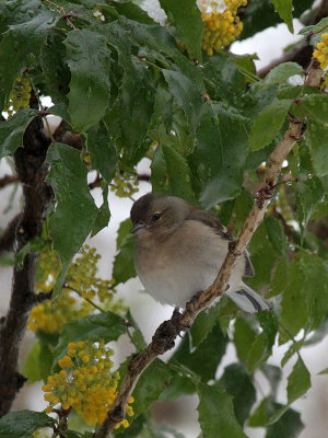 Buchfink / Chaffinch