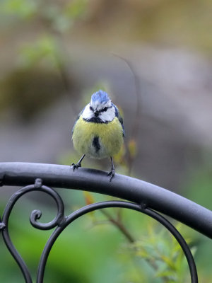 Blaumeise / Blue Tit