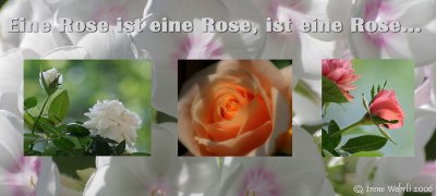 Eine Rose ist...