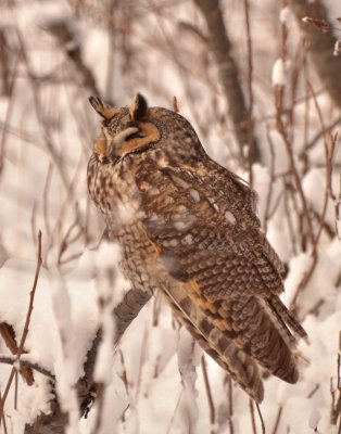 long-eared owl DSC_4764.jpg