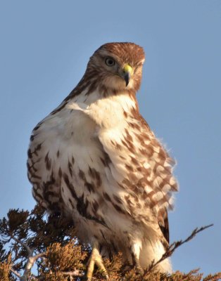 red-tailed hawk DSC_4855.jpg