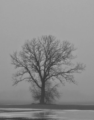 fog tree BW DSC_4933.jpg