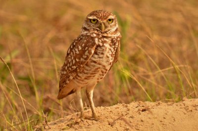 burrowing owl DSC_5437.jpg