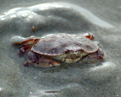 dungeoness crab 2006_0813Image0003.jpg