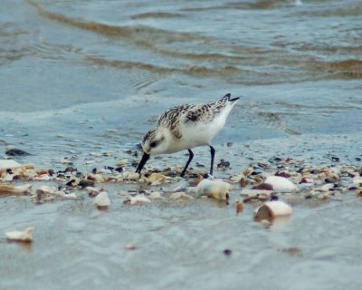 sanderling.jpg