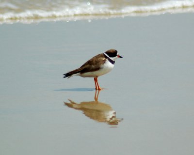 semipalmated plover 2.jpg