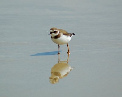 semipalmated plover.jpg