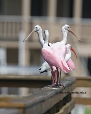 Room for One More-  Roseate Spoonbills and White Ibis