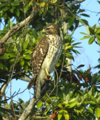 Juvenile Red-shouldered Hawk