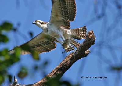 Osprey with Fish