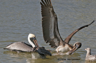  Brown Pelicans Feeding
