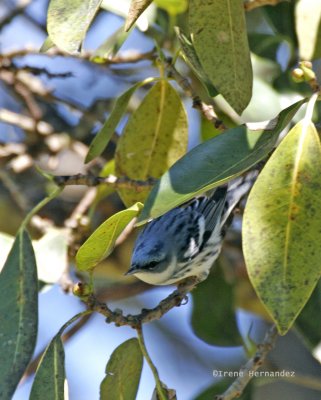 Cerulean Warbler