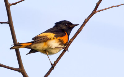 Paruline Flamboyante