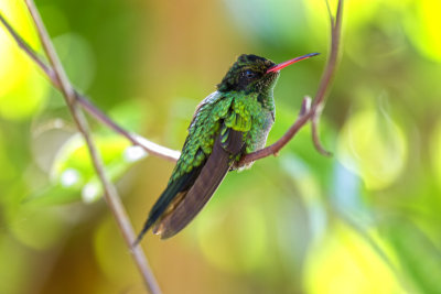 Jeune colibri  longue queue