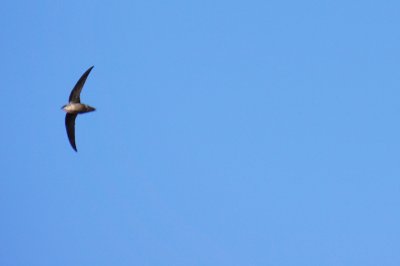 Chimney swift