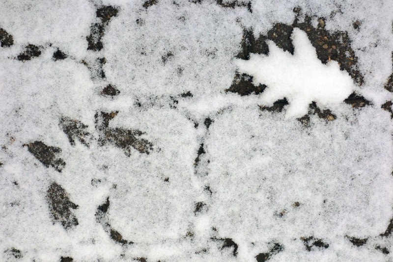 Snow, squirrel tracks and oak leaf.