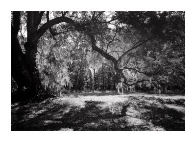 Live Oak Contre-Jour