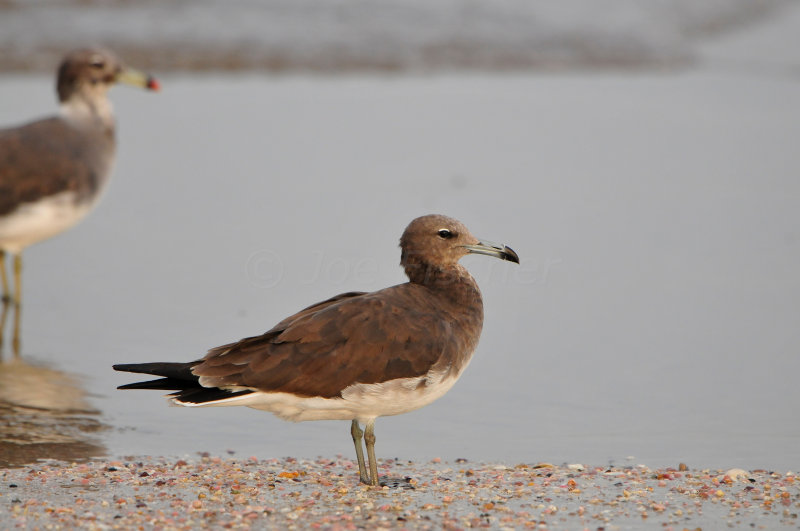 Qurum National Park Muscat Oman 12-5-12 0827.JPG