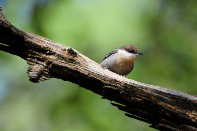 Daingerfield SP 10-8-12 0716.JPG