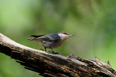 Daingerfield SP 10-8-12 0733.JPG