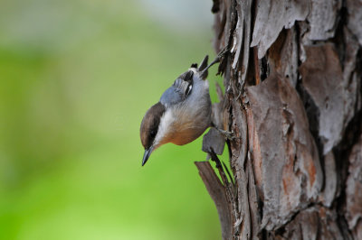 Daingerfield SP 10-8-12 0737.JPG