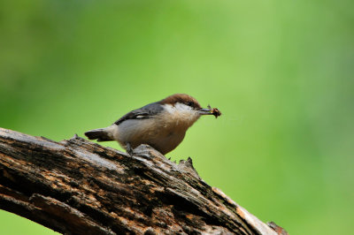 Daingerfield SP 10-8-12 0753.JPG