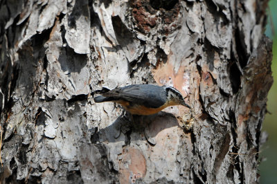 Daingerfield SP 10-8-12 0903.JPG