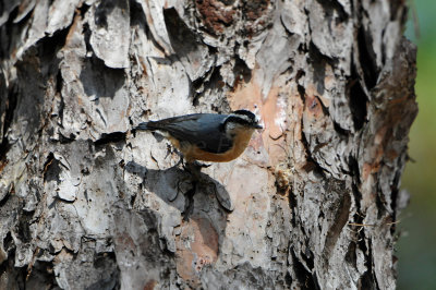 Daingerfield SP 10-8-12 0915.JPG