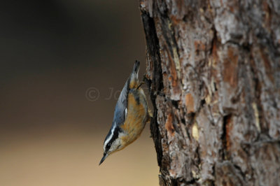 Bear Creek Park 10-21-12 2799.JPG