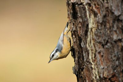 Bear Creek Park 10-21-12 2809.JPG