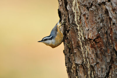 Bear Creek Park 10-21-12 2817.JPG