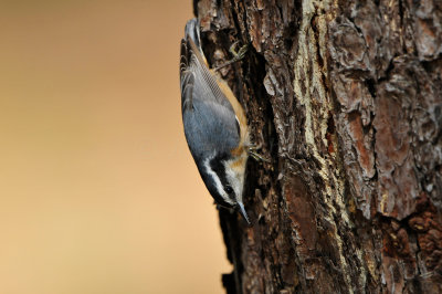 Bear Creek Park 10-21-12 2857.JPG