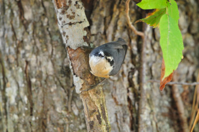 Bear Creek Park 10-21-12 2892.JPG
