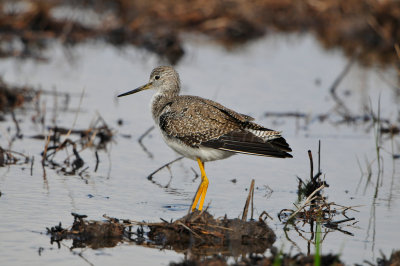 Brazoria NWR 2-10-12 2329.JPG