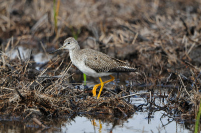 Brazoria NWR 2-10-12 2332.JPG
