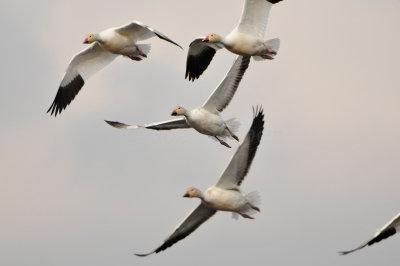 Brazoria NWR 2-10-12 2347.JPG