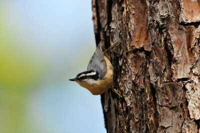 Bear Creek Park 10-21-12 2959.JPG