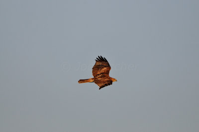 Brazoria NWR 2-11-12 2383.JPG