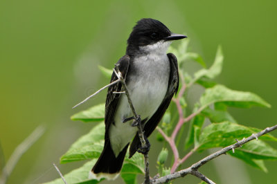 Brazoria NWR 5-5-12 0355.JPG