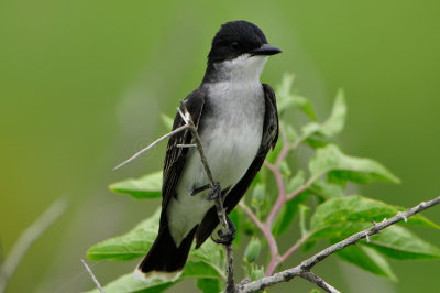 Brazoria NWR 5-5-12 0362.JPG