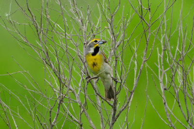 Brazoria NWR 5-5-12 0428.JPG